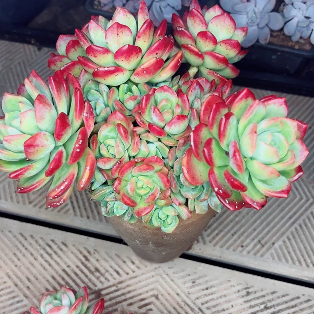 拉萨大群生，多肉植物