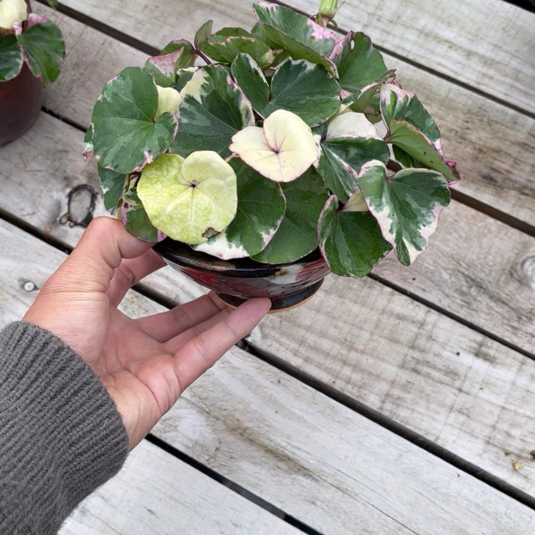 燕***子完全开放盆栽植物