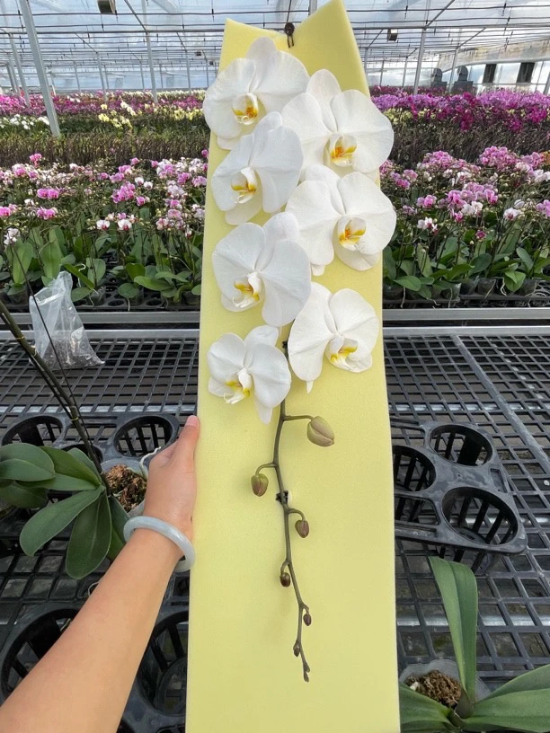 【龙兰老桩苗】4.5寸剪过花剑