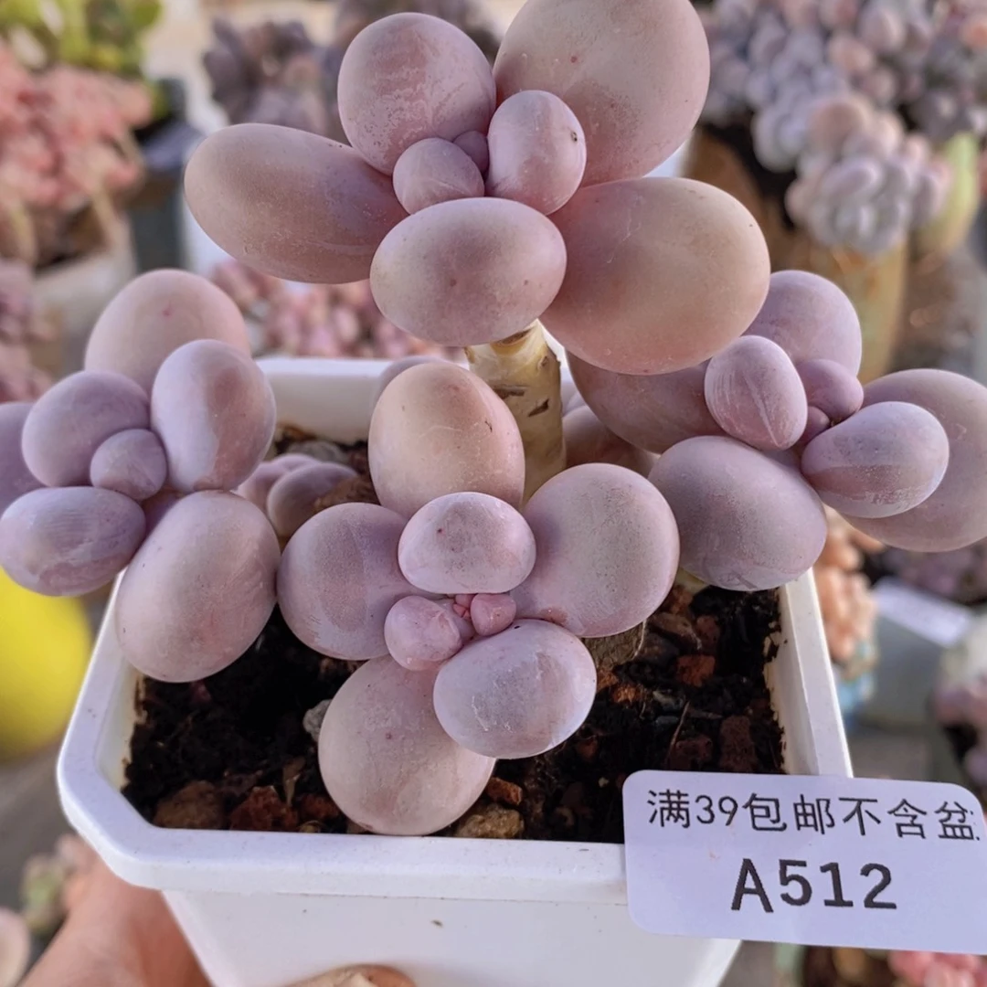 水光针奶酪10cm512多肉植物