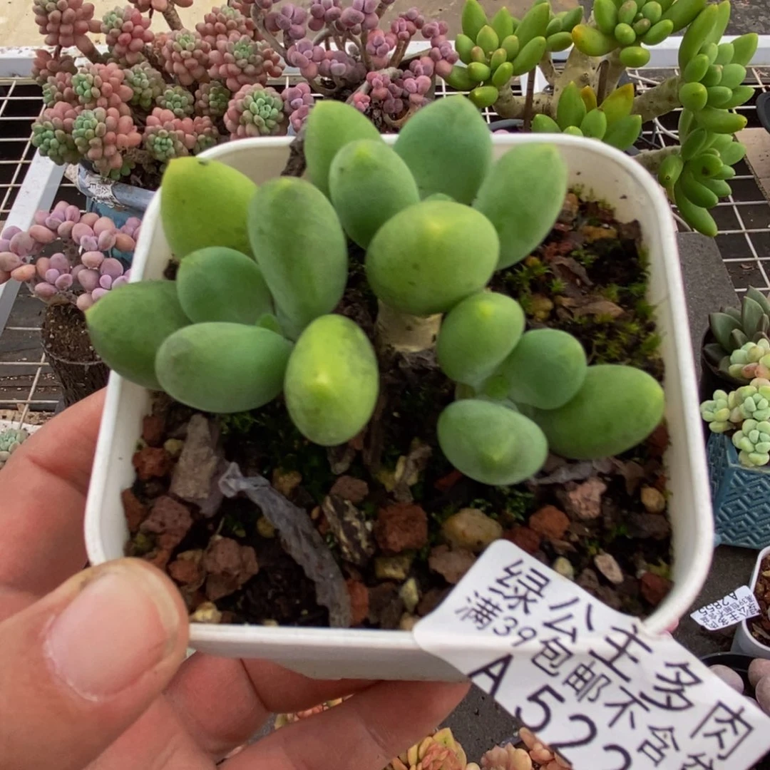 _***_522芒果奶5cm多肉