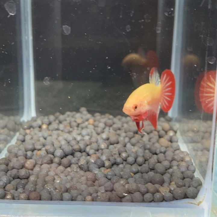 斗鱼泰国斗鱼189号