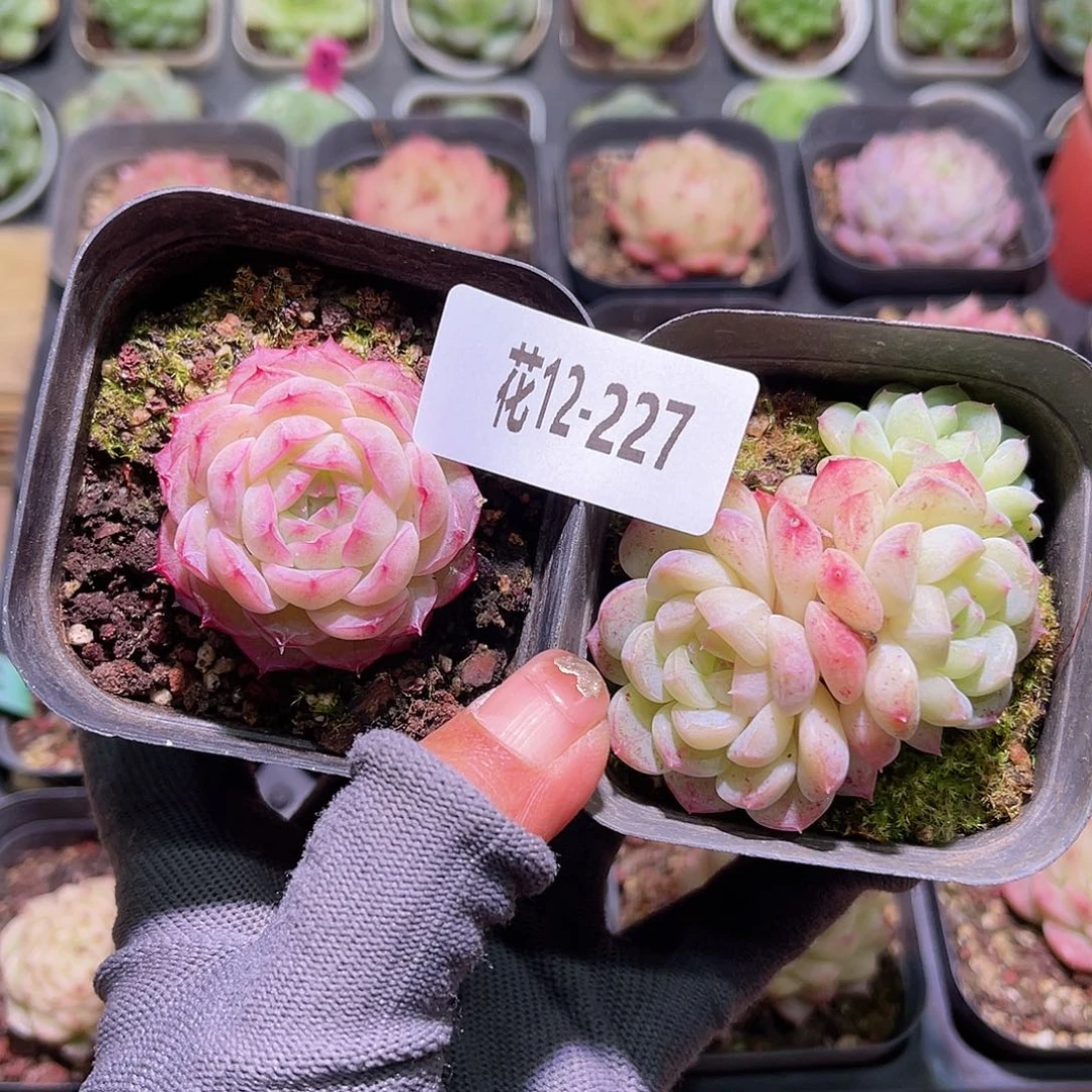 花12-227女王➕新品