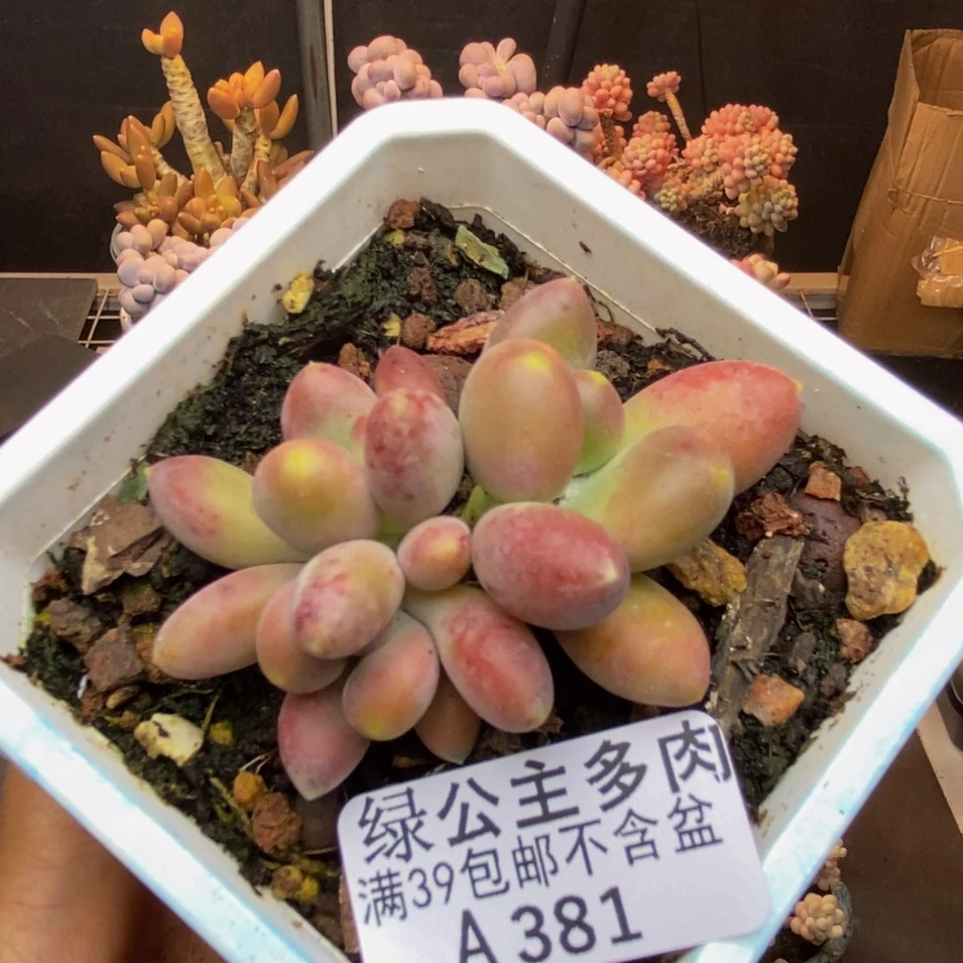 381芒果奶多肉5cm