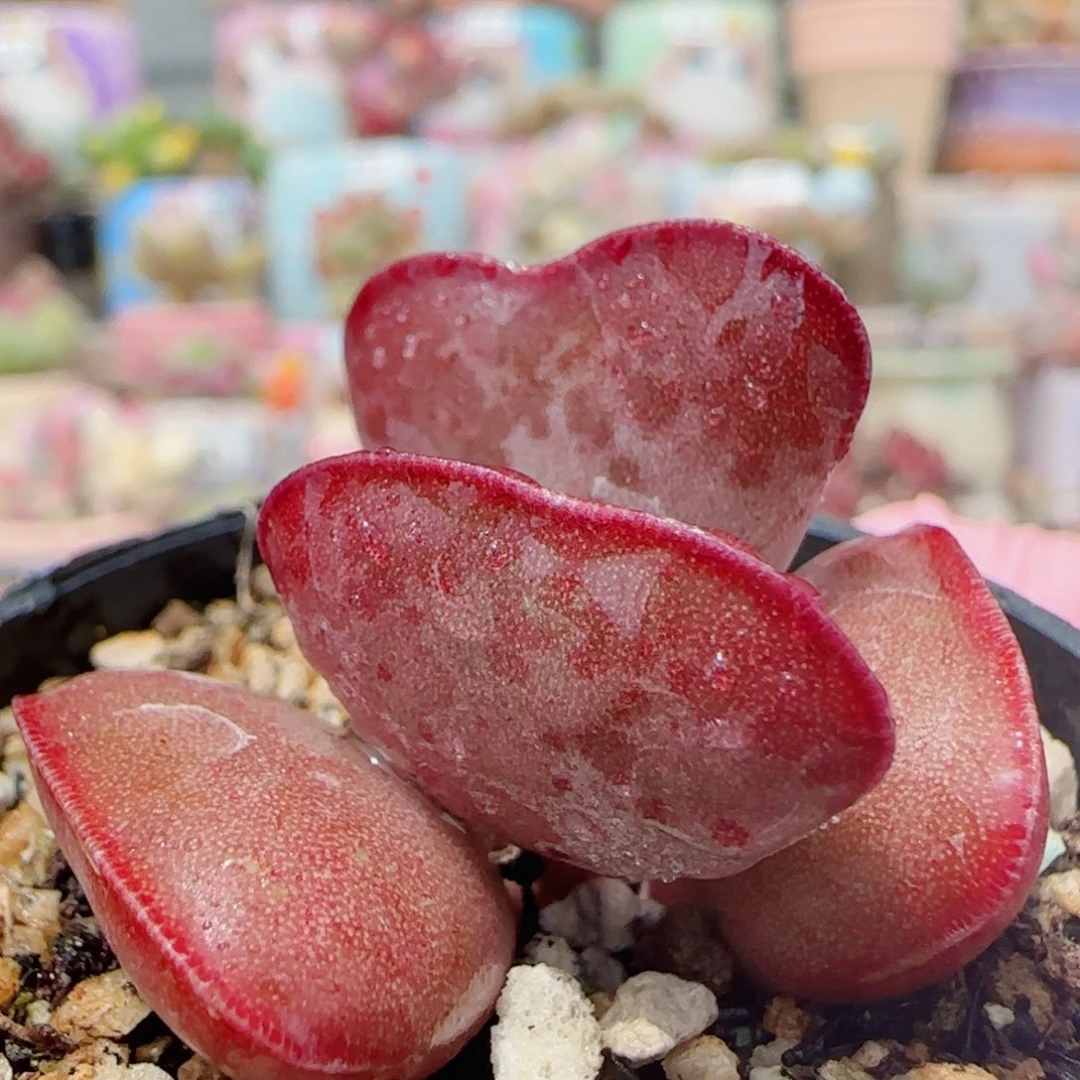 爱心 皮实好养 盆口3.5cm