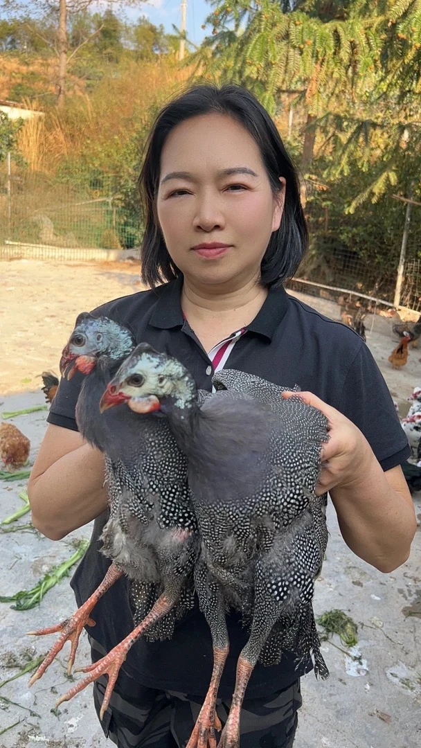 【珍珠 鸡买一送一】脐橙园散养珍珠 鸡 纯五谷喂养 净重2斤/只