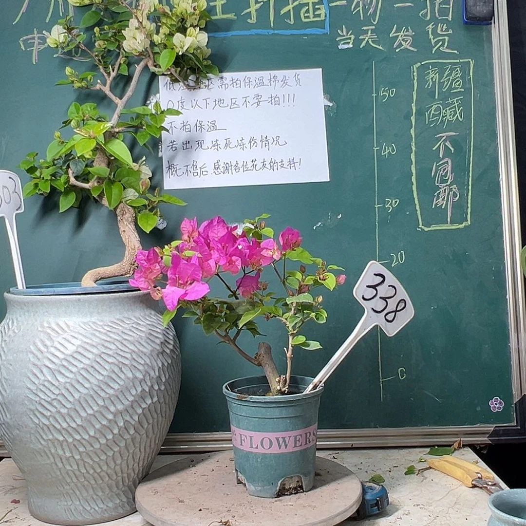 完全开放 洋红公主 粗坨坨 338