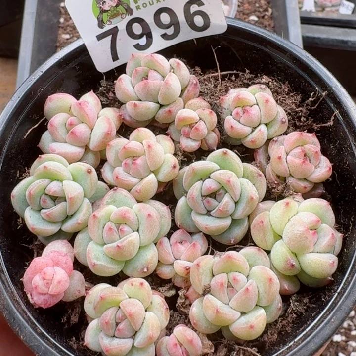 多肉植物多肉植物