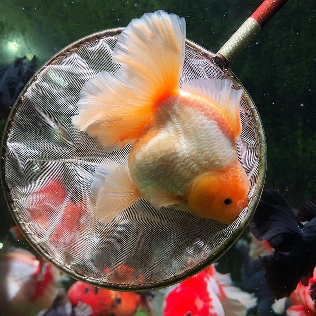 金鱼百褶泰狮冷水金鱼