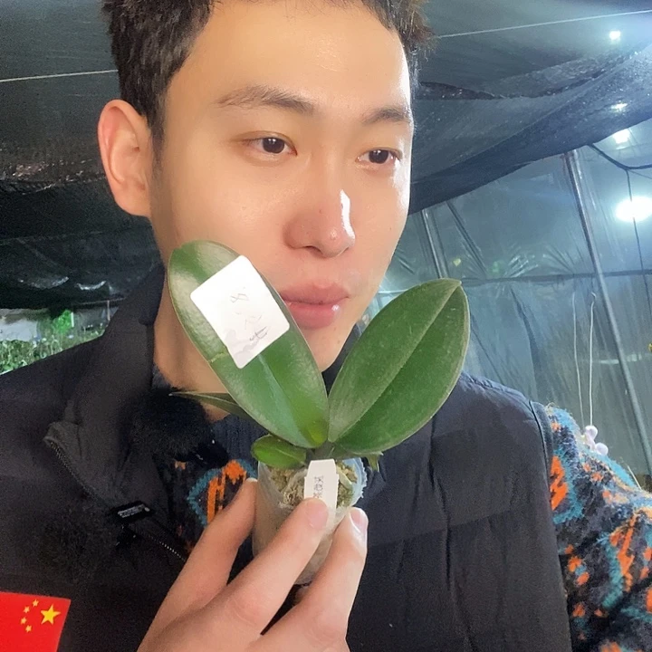 无花朵伯爵奶茶蝴蝶兰