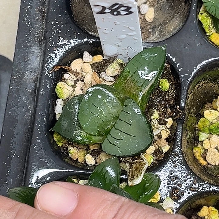 283龙禧克锦脱土发货