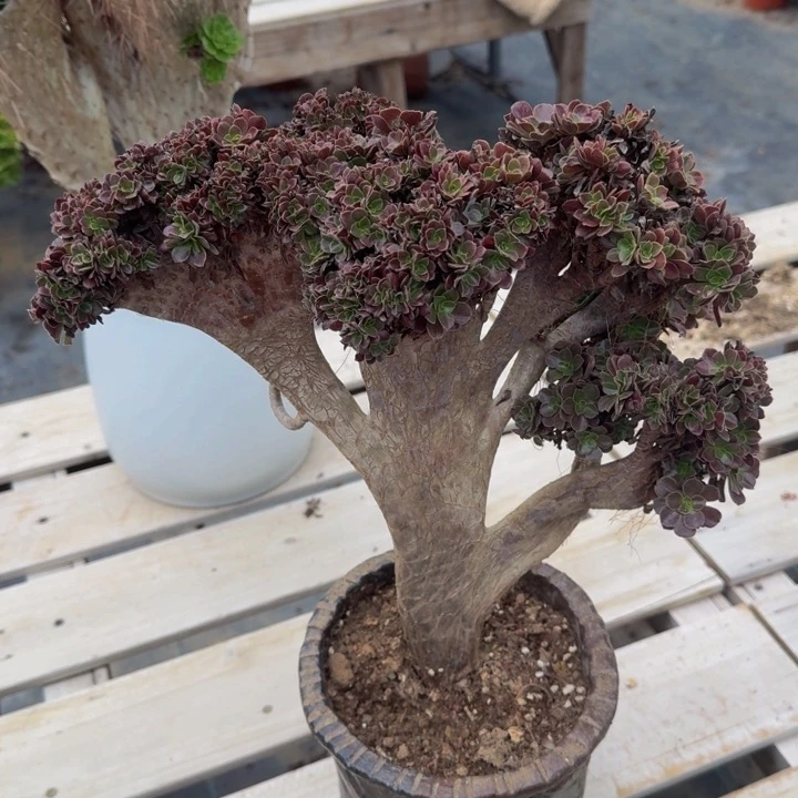 特特特特特特特了520