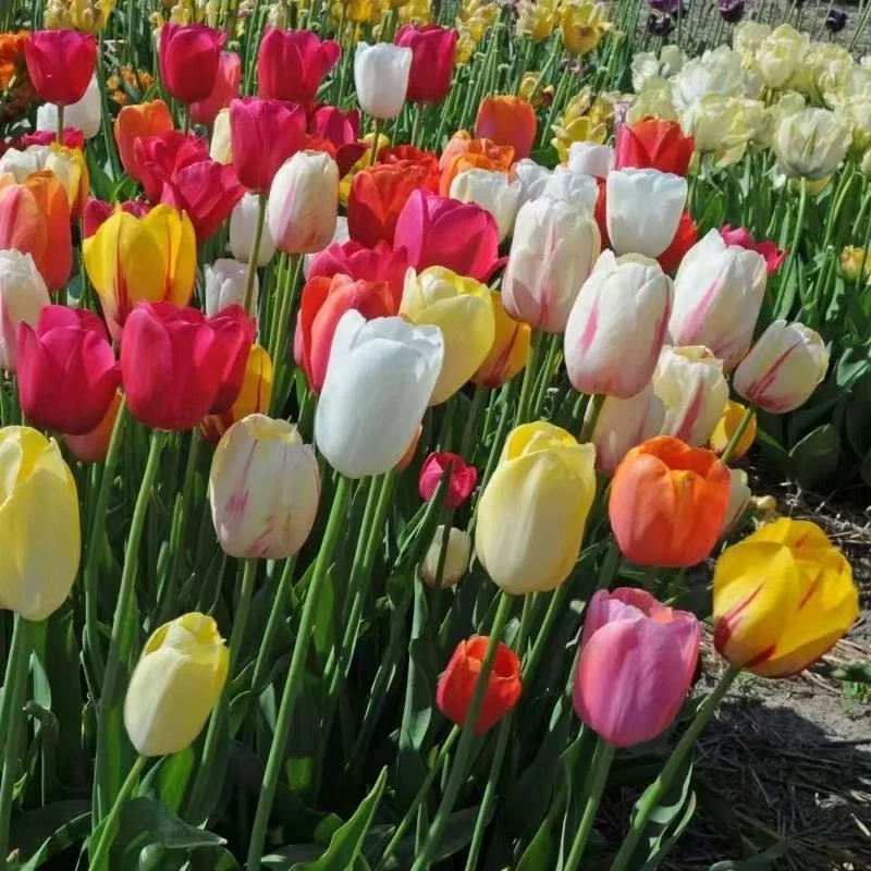 郁金香种球绿植重瓣大球荷兰花卉5度球水培植物土培盆栽花种子