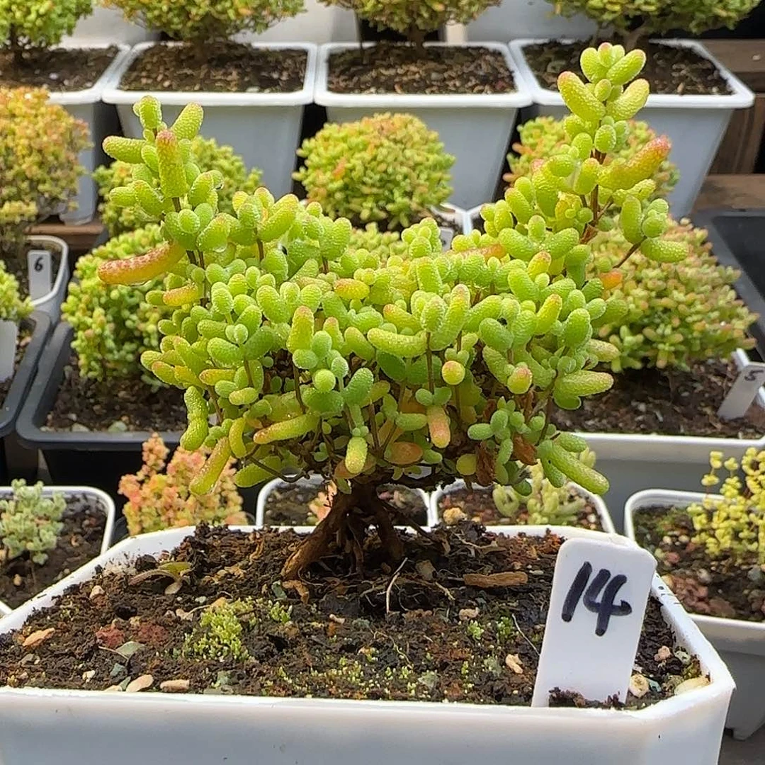 金桔糖球一物一拍