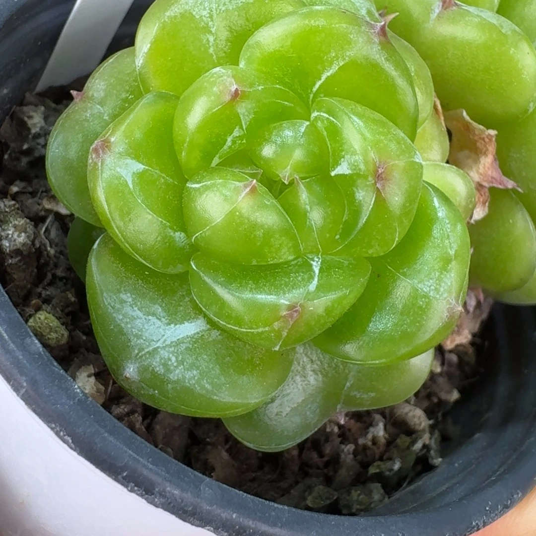 0614-106-绿菩提双头母本一颗