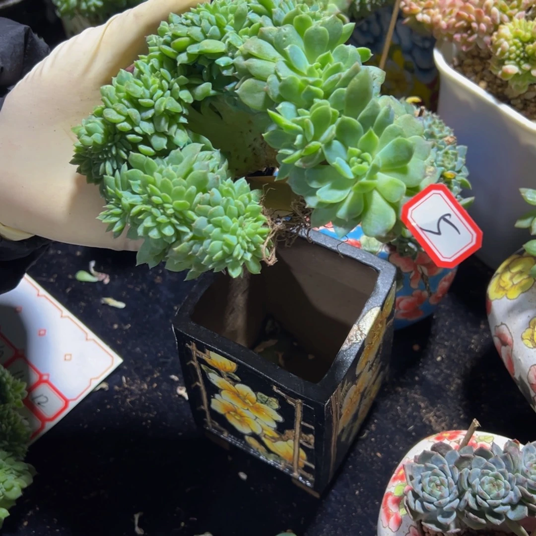 绿体冰魄缀天天开心