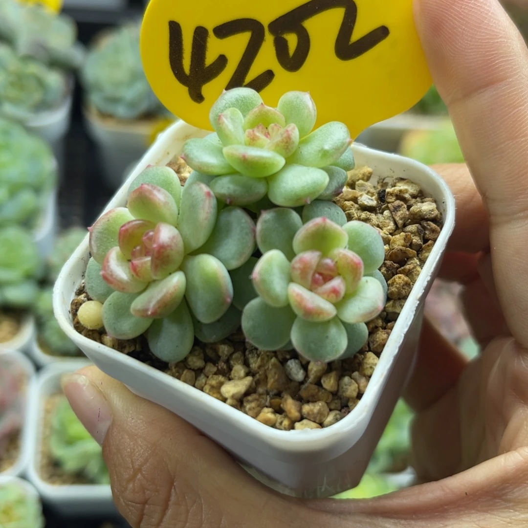 白粉透花朵脸珍妮4202