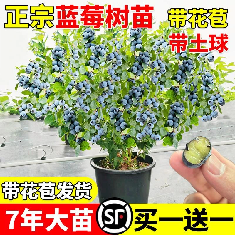 蓝莓树果苗蓝莓苗盆栽地栽果苗带大果南北方种植苗兔眼绿宝石果树