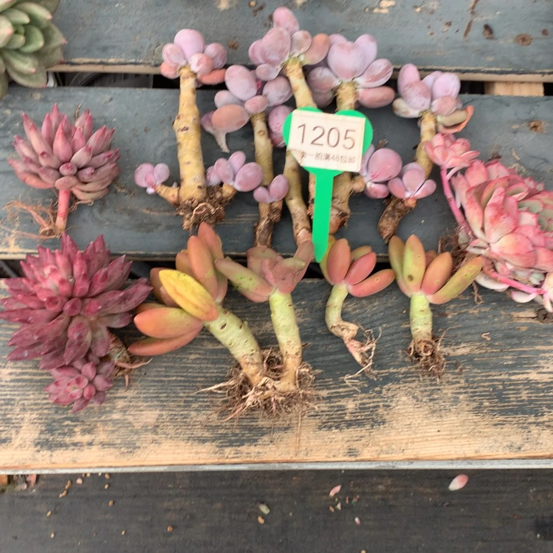 彩虹奶酪框拍组合1205