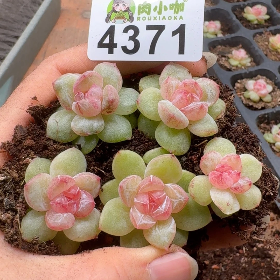 多肉植物多肉植物