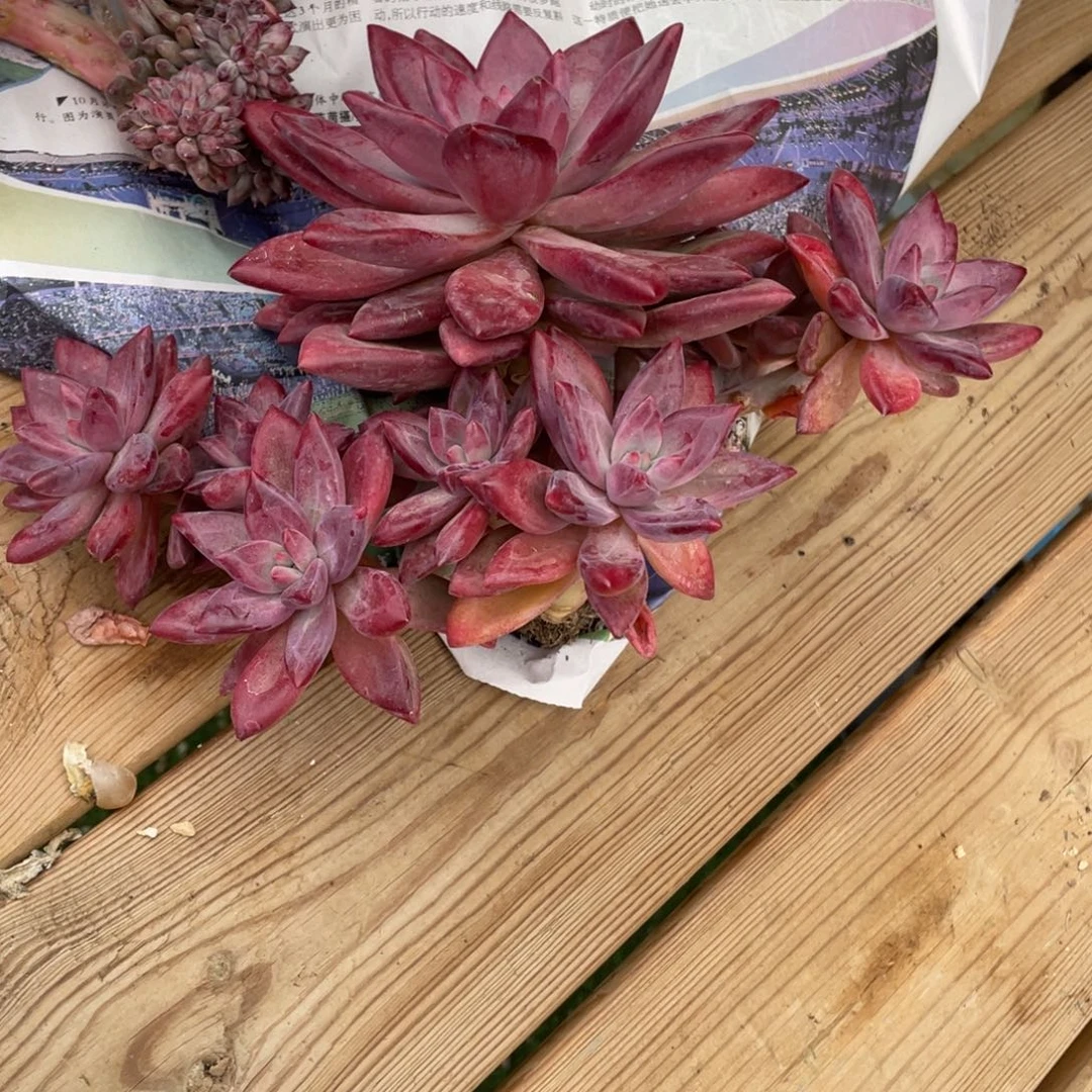 豆总多肉赫菲鱼群