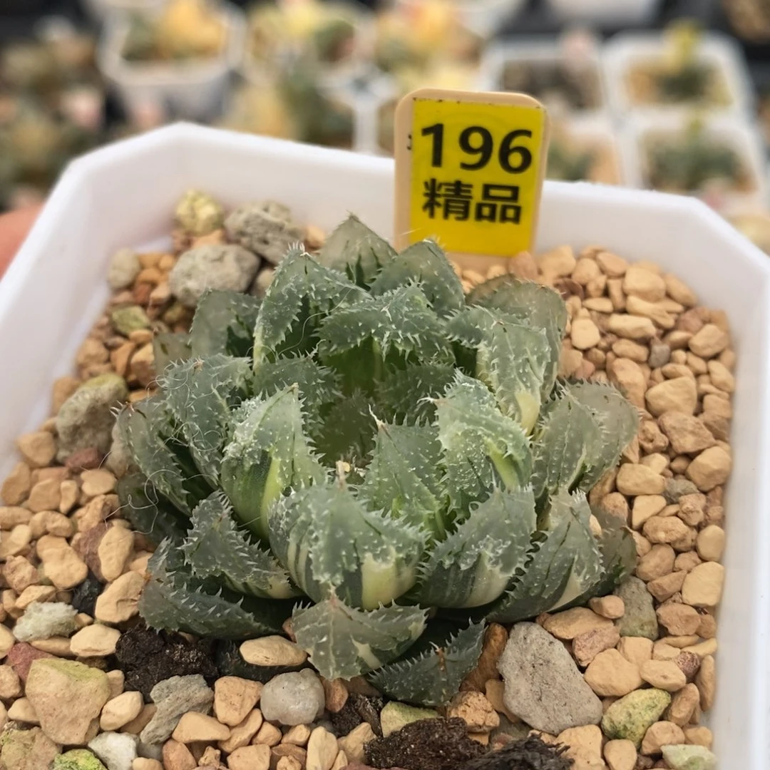 不开花植物196玄冰