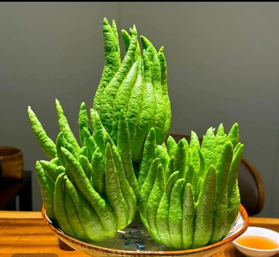 云南高山佛手 天然香薰 清供 水培 干养植物