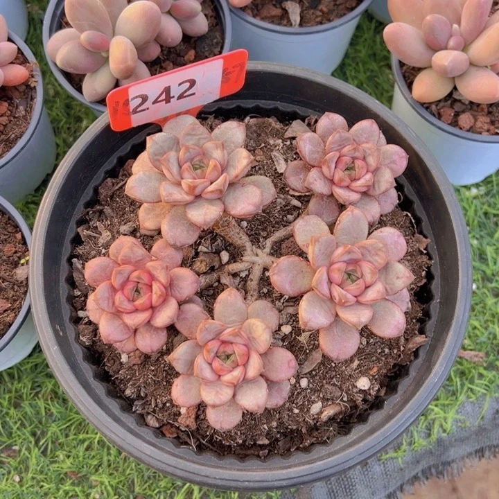 健健康康平平安安