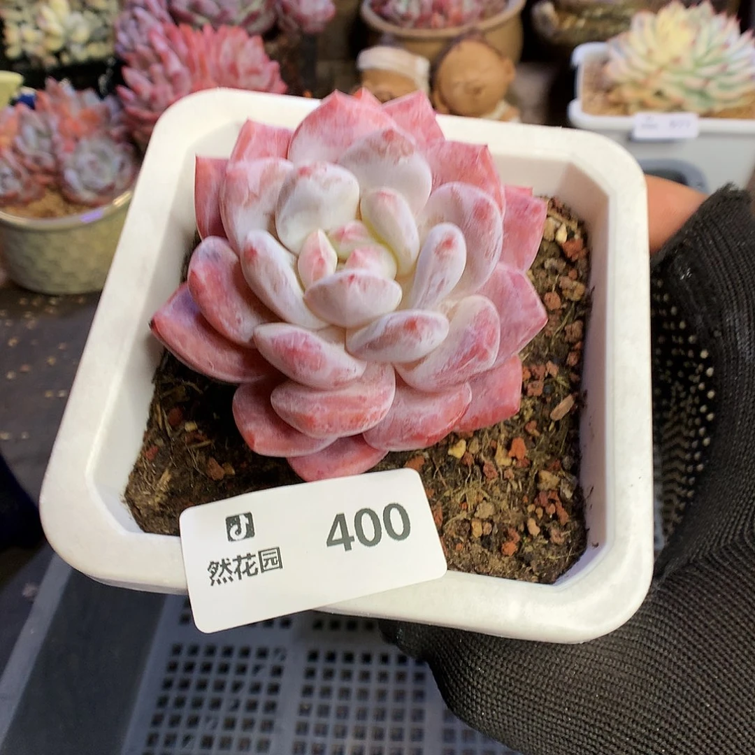 400雪天使多肉植物666