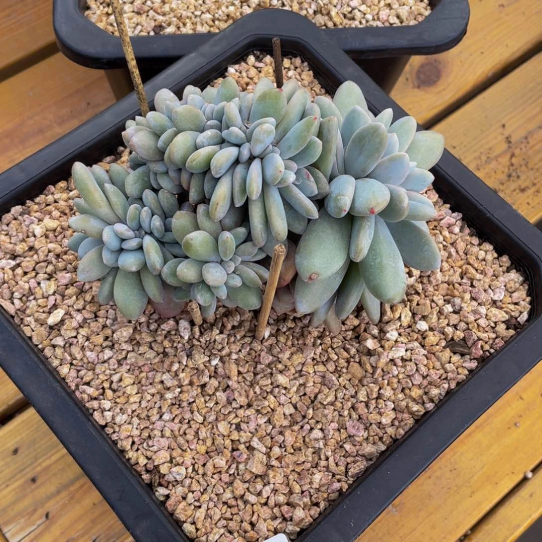 0221-17-粉兔缀化。。。。。