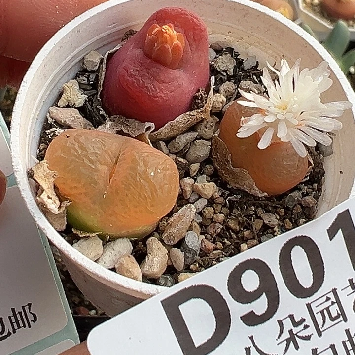 901号开播福利毛汗尼