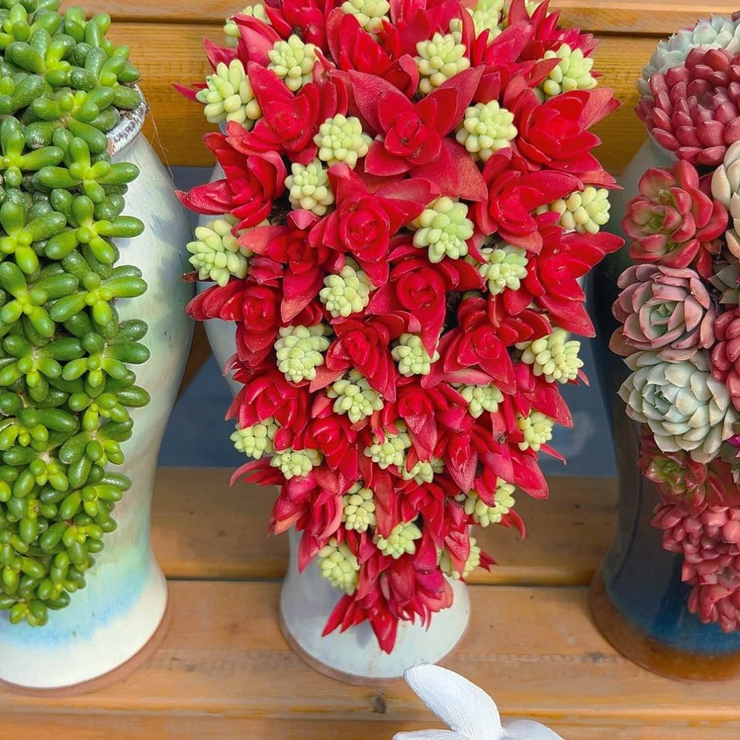 015红红火火多肉组合