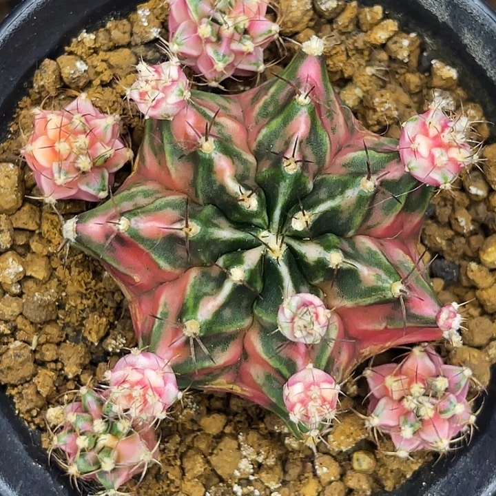 粉钻名品 出侧芽58