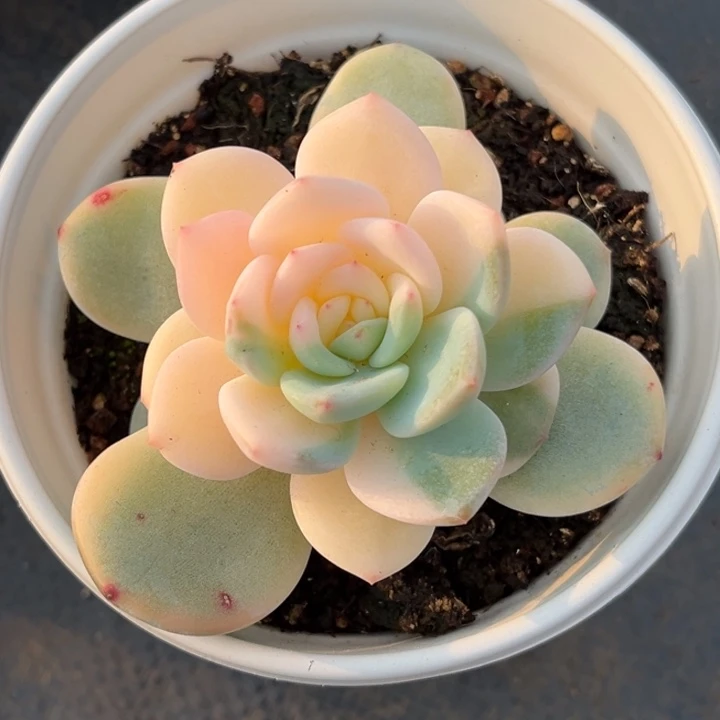 橙梦露锦花脸一颗价格