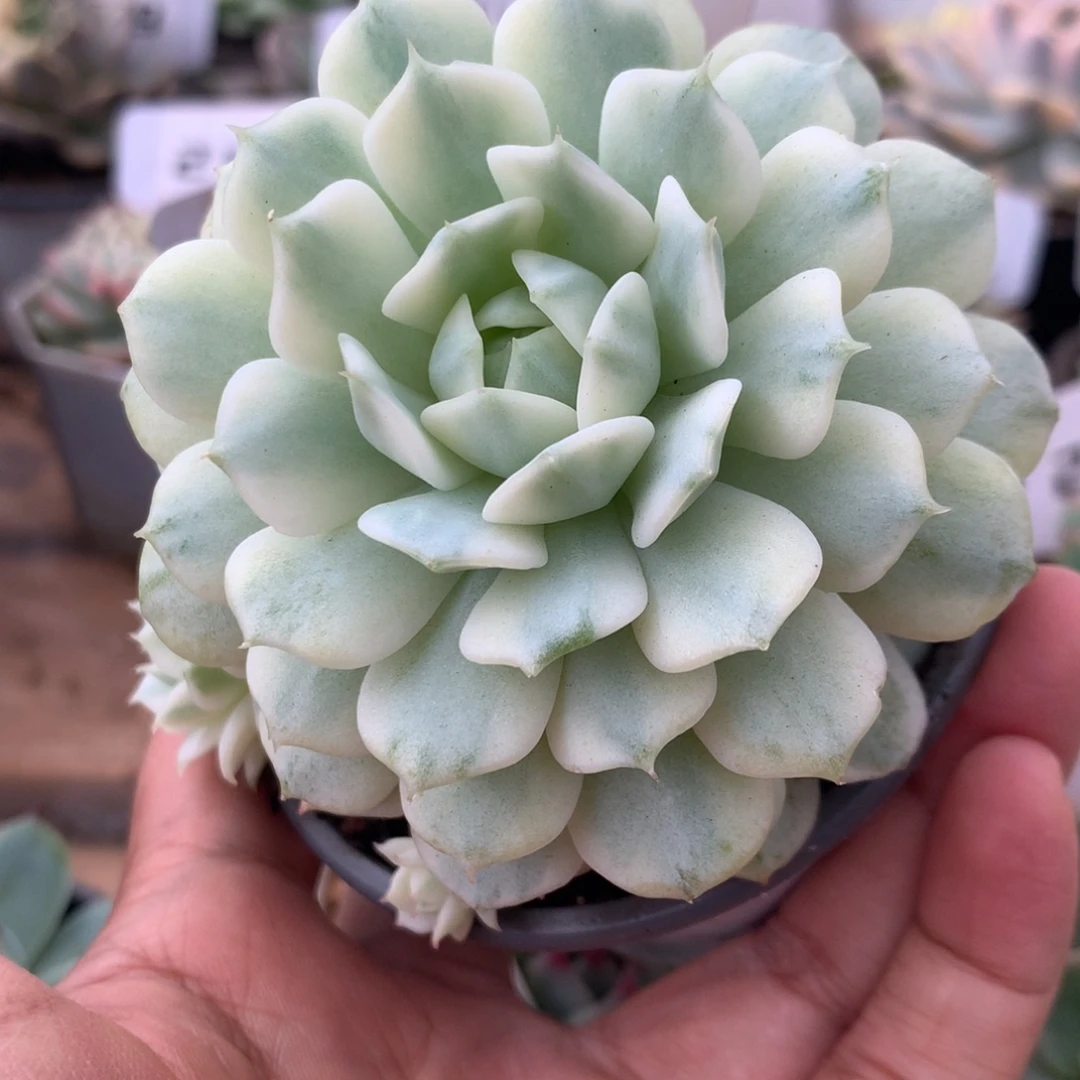 231静夜锦锦锦锦锦