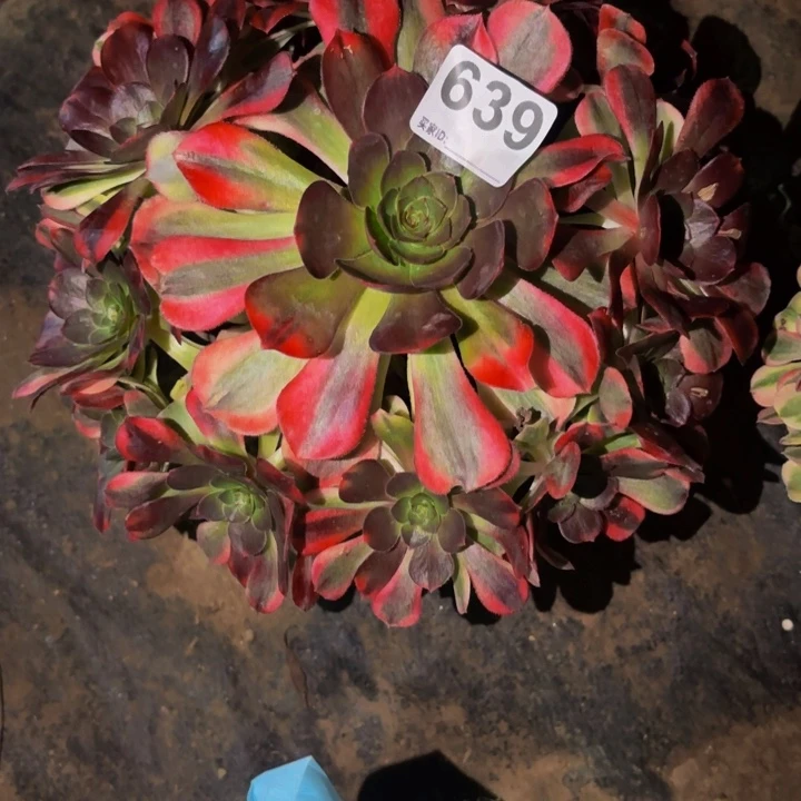 639雨荷多肉植物不售后