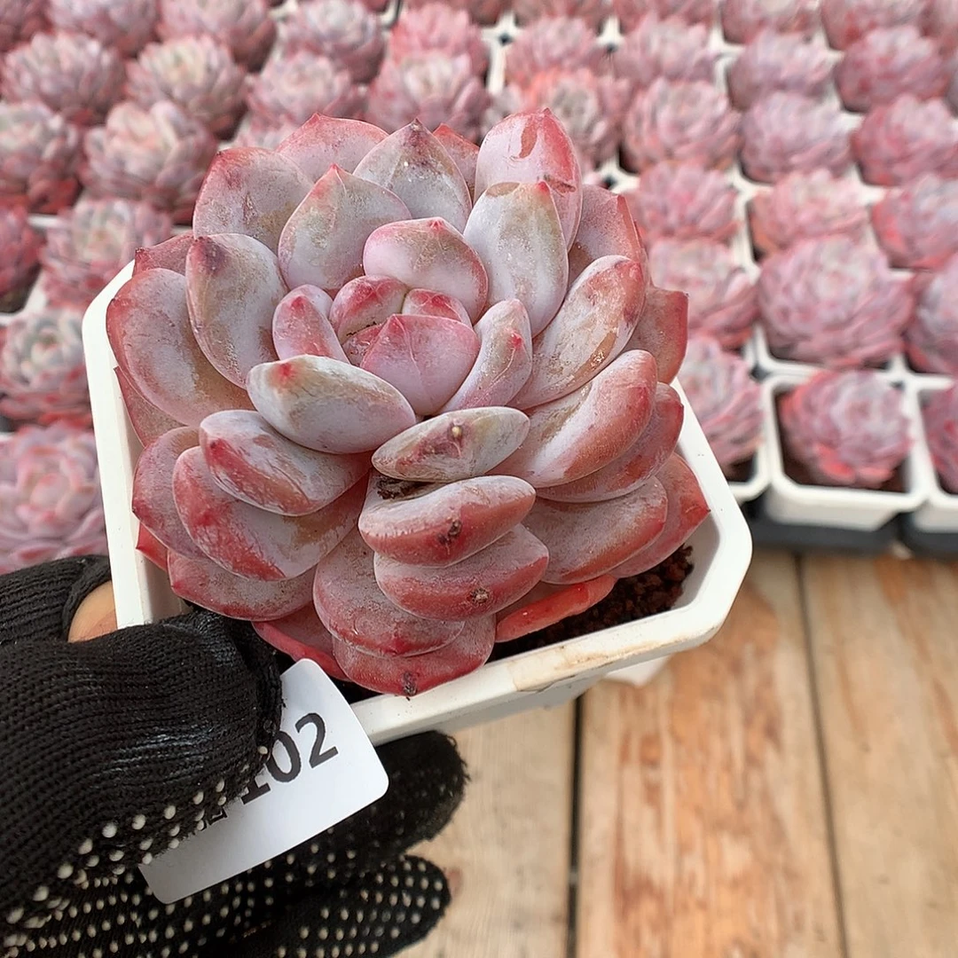 102紫皮橙多肉植物666