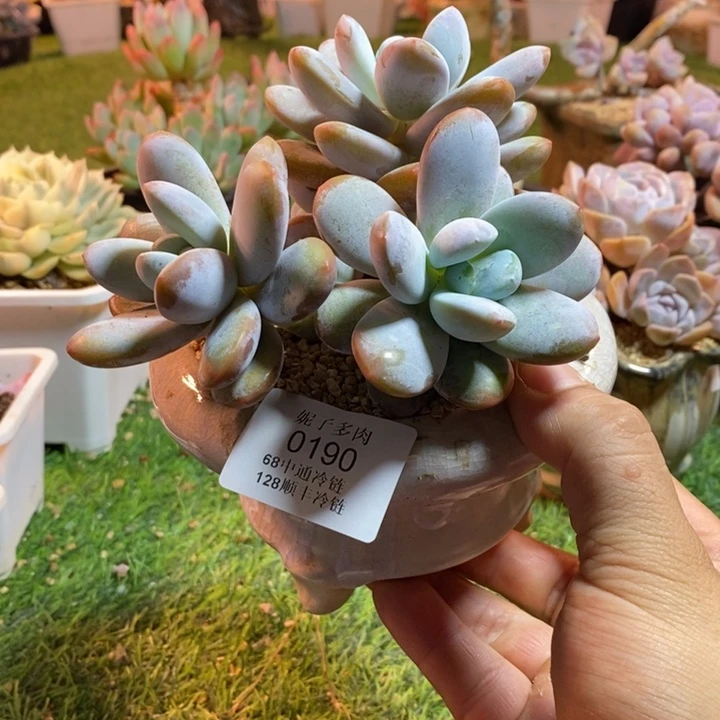 0190啊啊啊啊啊啊啊啊啊啊啊