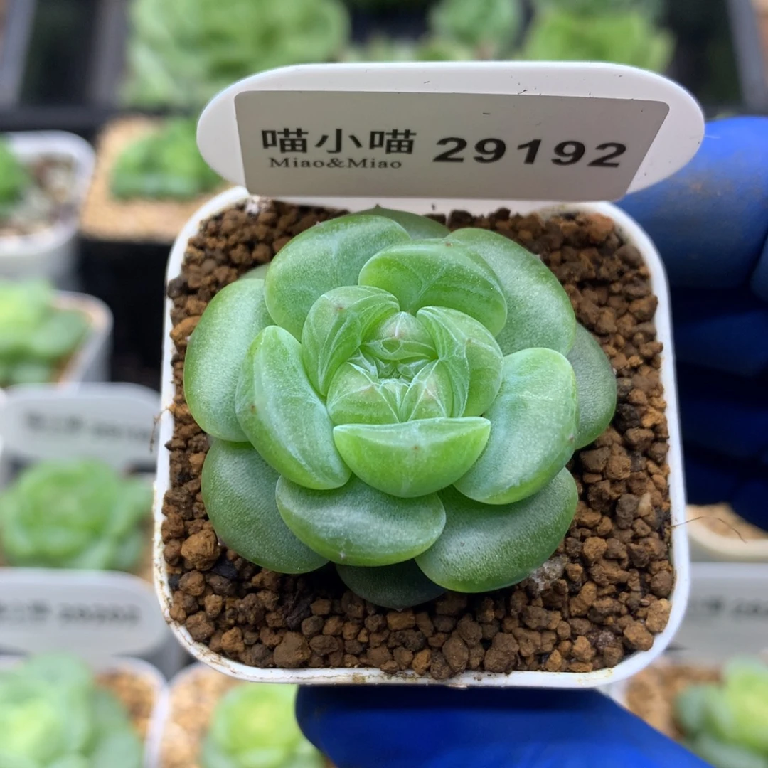 多肉植物杂交珍妮