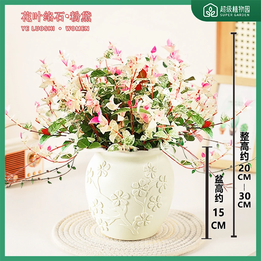 花叶络石五彩花卉客厅阳台彩络叶绿植盆栽室内办公室桌面好养植物