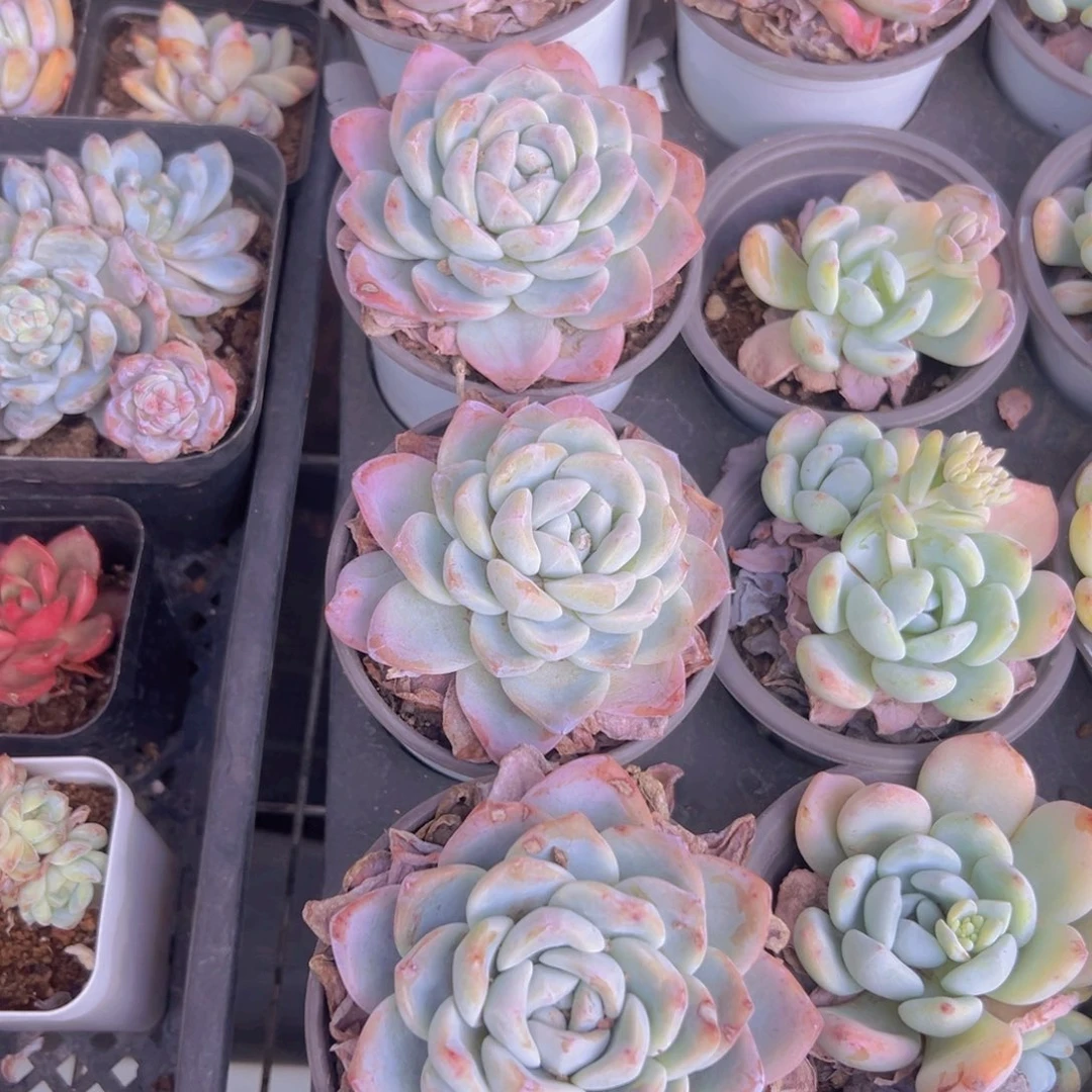 开**宝110盆大冰玉7颗精品多肉