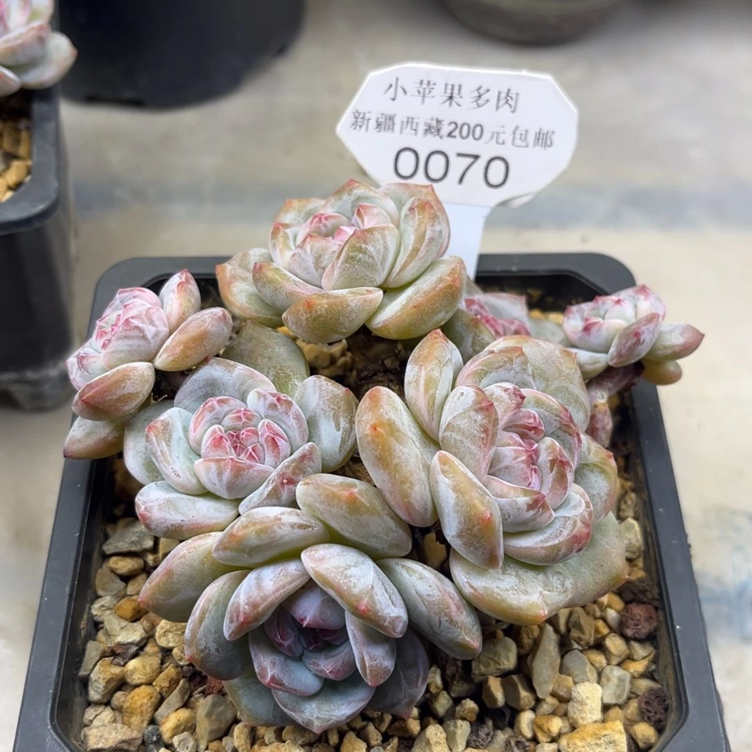 粉底紫心070/12cm7头有砍