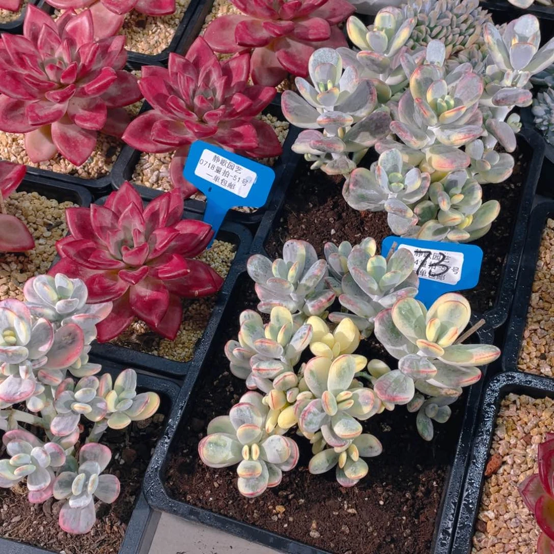 0718-73-乒乓福娘锦大群生一颗