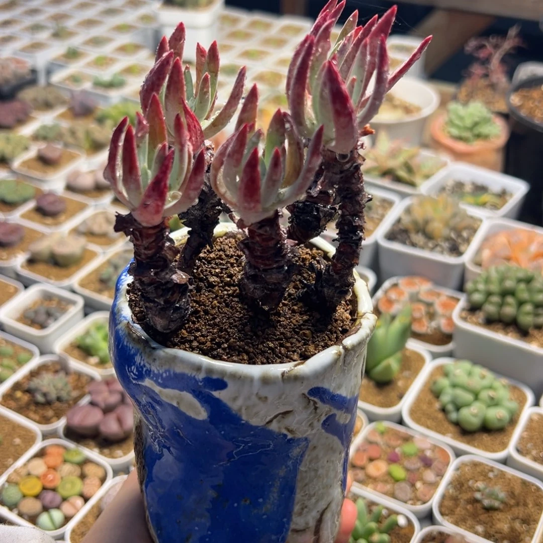 36多肉植物百科植物