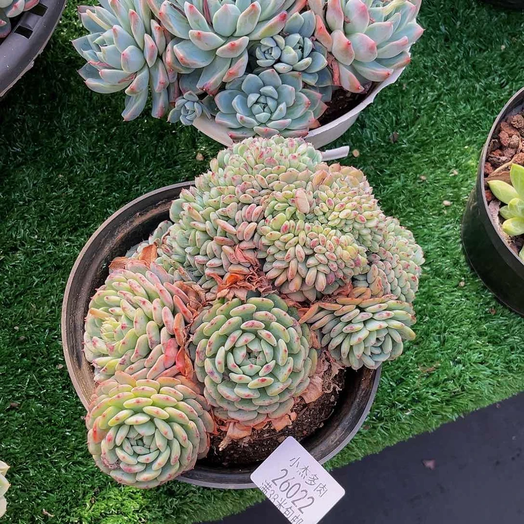 往**缘胖子缀化群26022