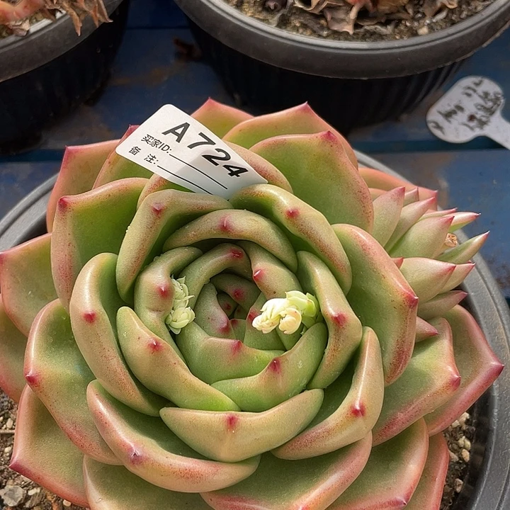 若如东云单拍A724