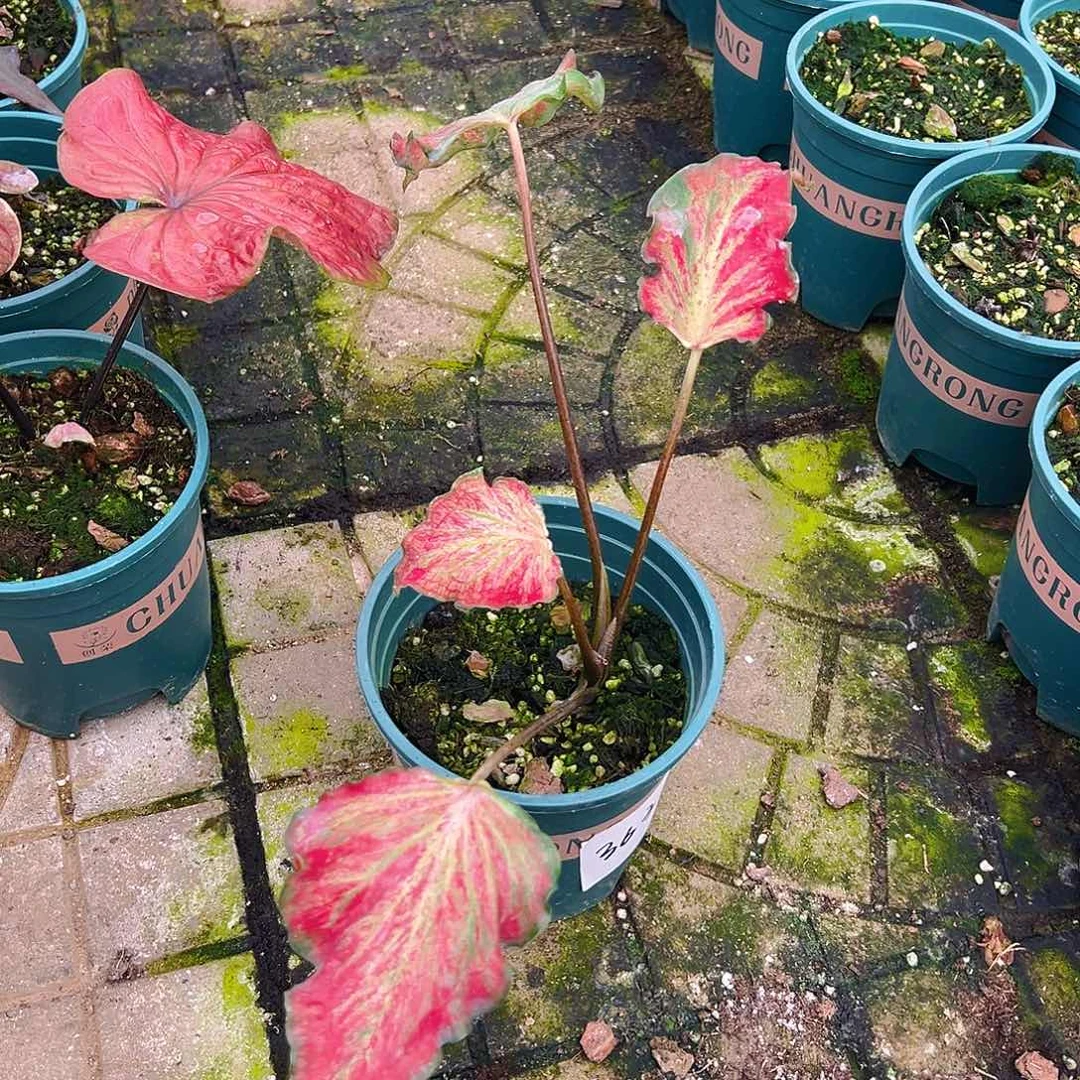 阳***天完全开放一物一拍3633