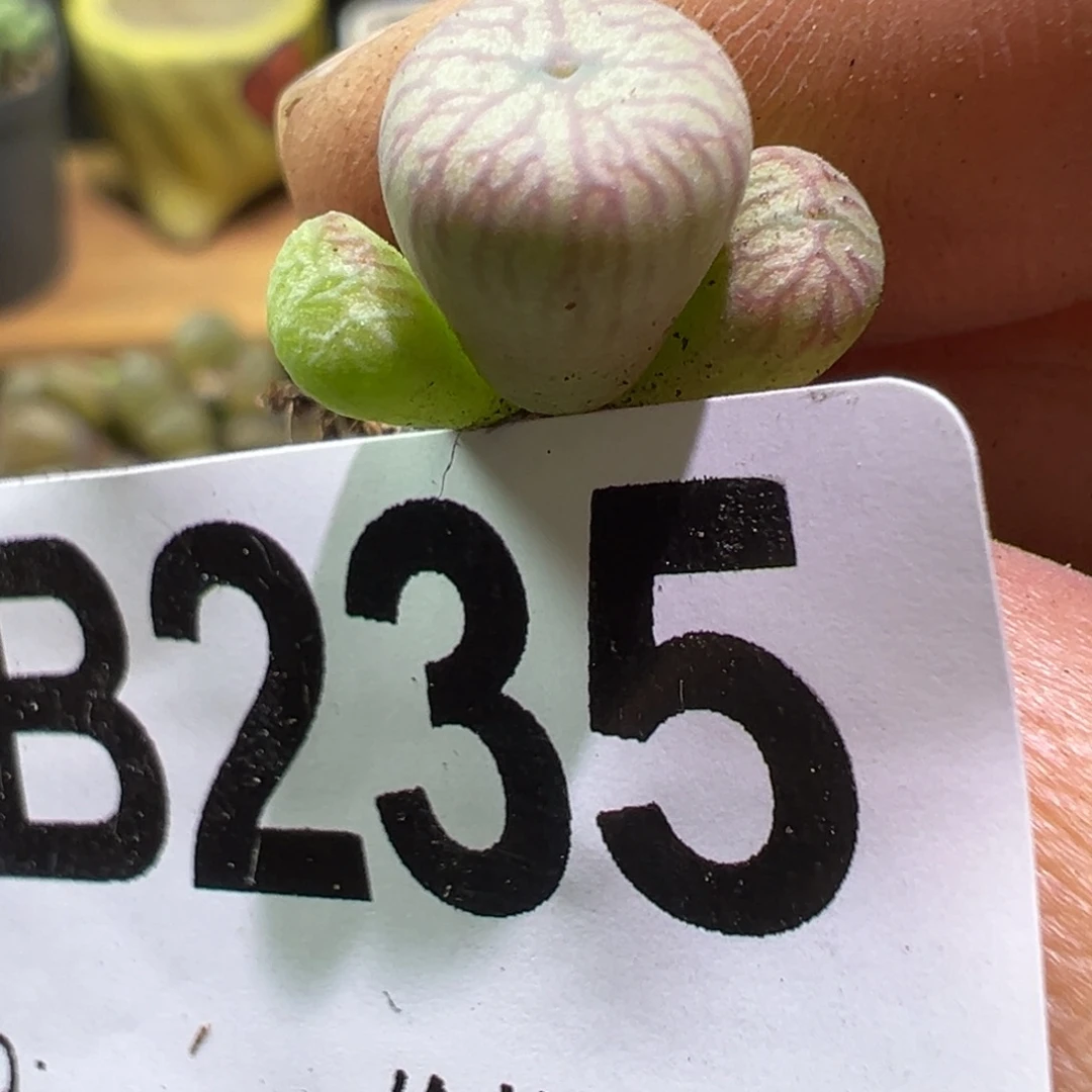 多肉植物1111111111111
