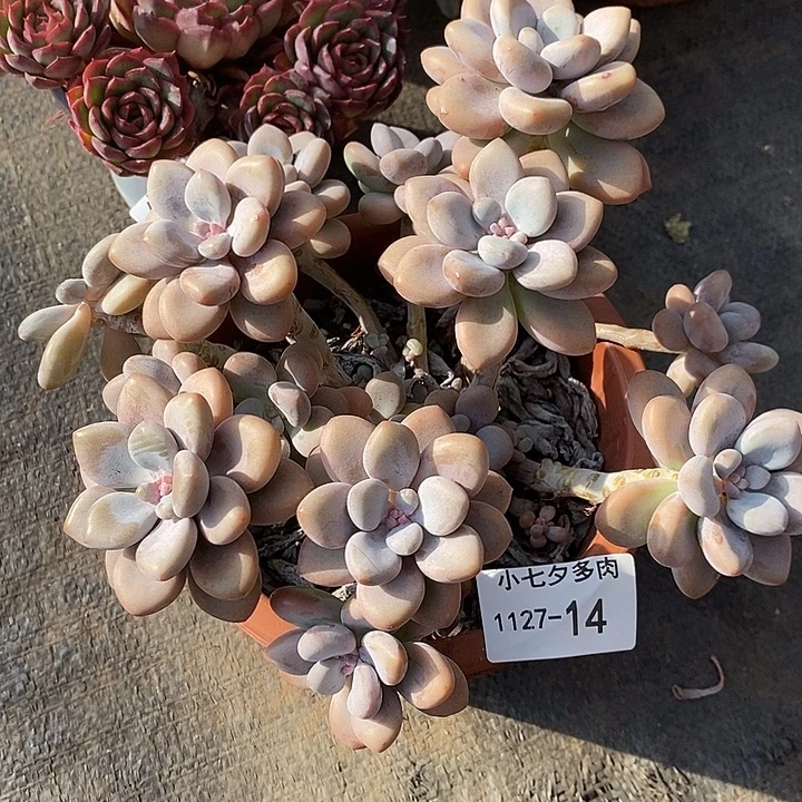 小七夕多肉洛神14