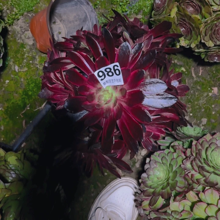 法师多肉27-10包邮花花